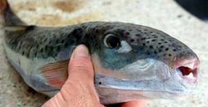 nautikoi_efagan_lagokefalo_se_kwma_o_enas_