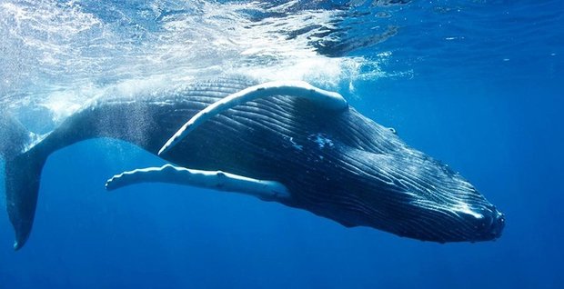 Σχέδιο δράσης για την αντιμετώπιση του υποθαλάσσιου θόρυβου ocean_noise