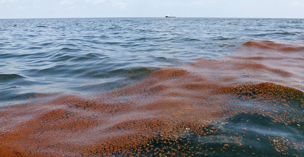 A band of oil from the BP oil spill off the coast of Louisiana floats in the water near Freemason Island