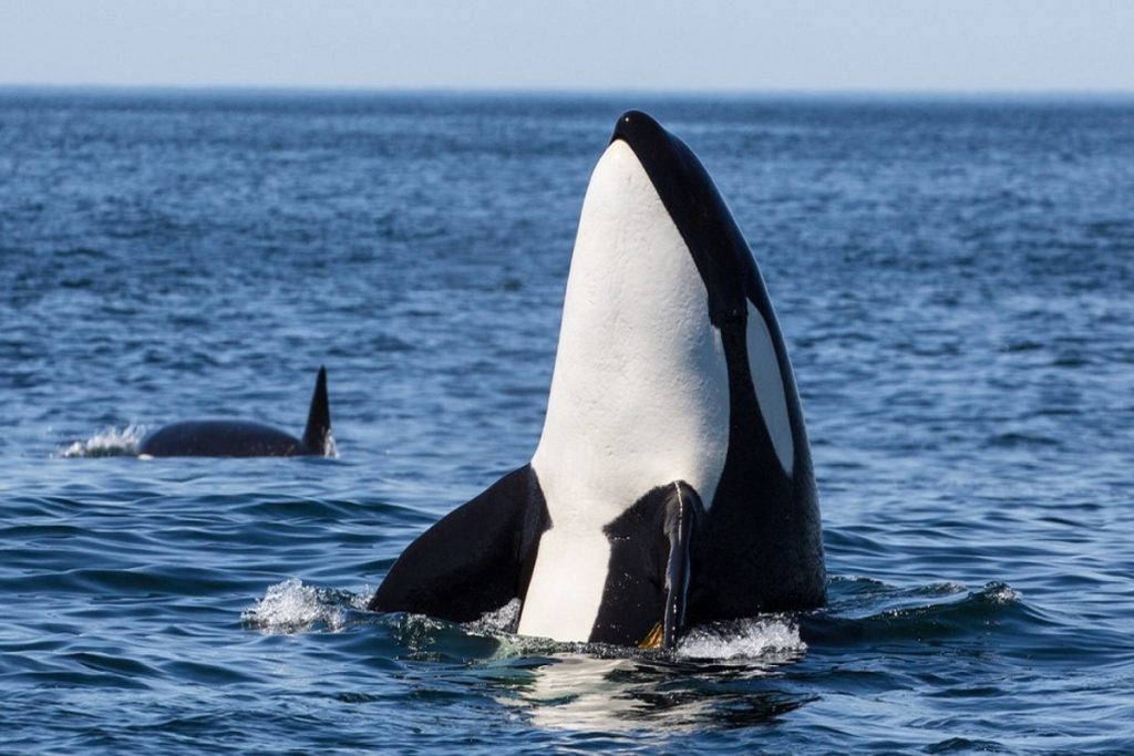 Όταν τα μαθηματικά εφαρμόζονται στη φύση... Οι φάλαινες κυνηγούν σύμφωνα με την Ακολουθία Φιμπονάτσι (videos)