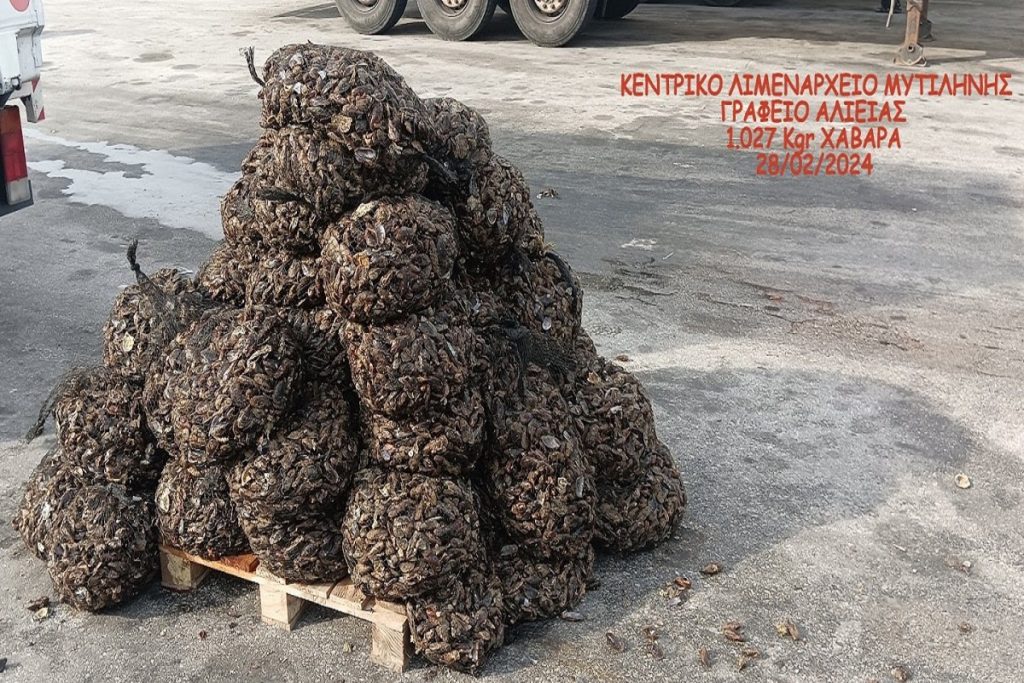 Κατασχέθηκαν 1.027 κιλά όστρακα ακατάλληλα για κατανάλωση