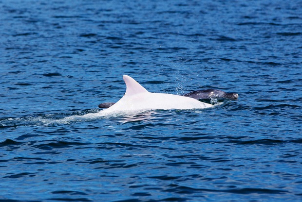 Rare Albino Dolphin Spotted In Mediterranean