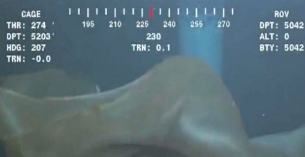 Κάμερα βυθού κατάγραψε περίεργο πλάσμα που όμοιο δεν έχει καταγραφεί ποτέ ξανά![vid]