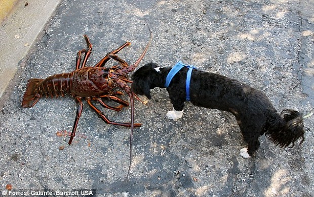 piastike-astakos-70-etwn2