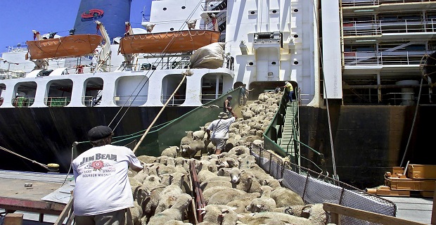 URUGUAY-SHEEP-EXPORTATION