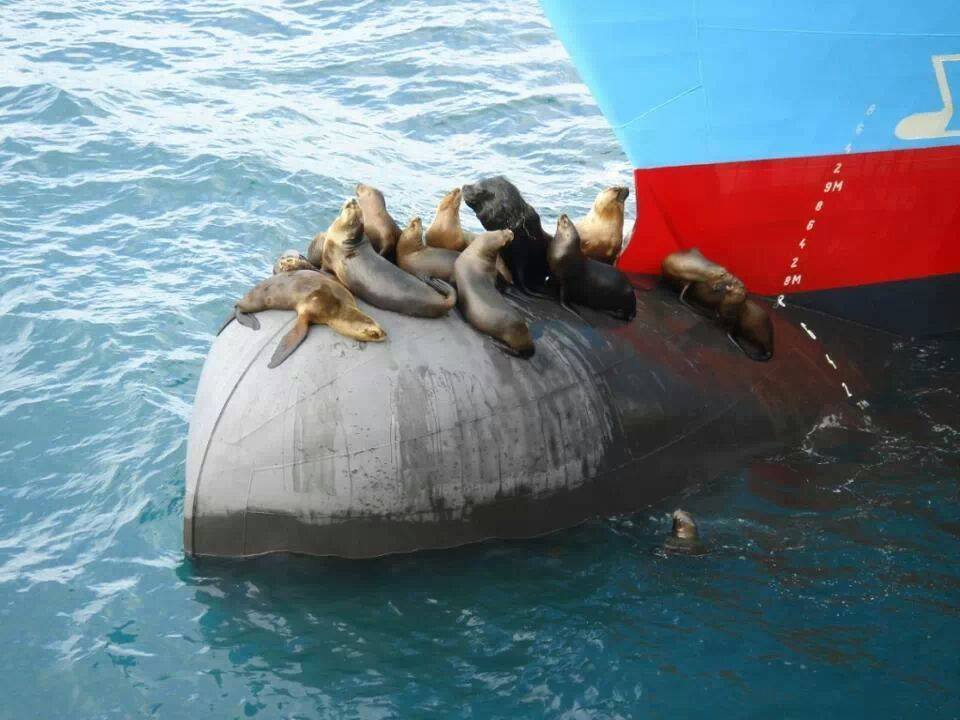 pontoporos_naftilia_