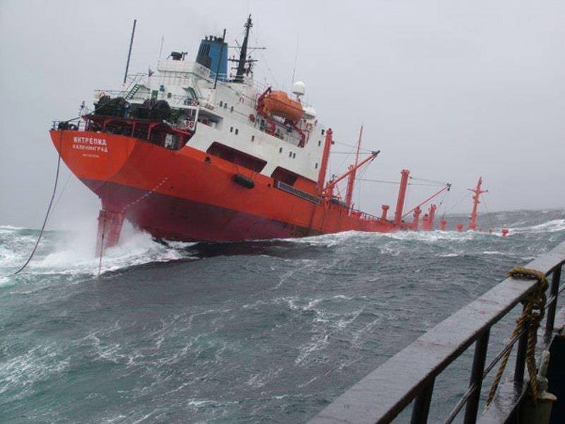 pontoporos_nautilia_