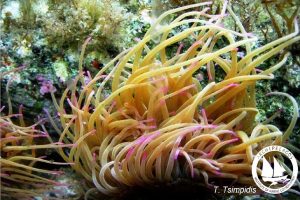 prasini_anemoni_