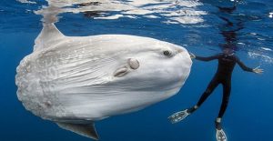 psari_gigantas_mola_mola_