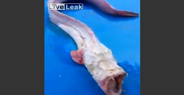 psari_teras_