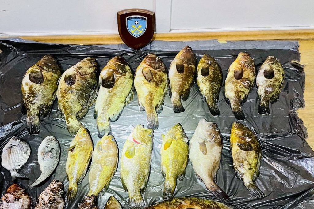 15 κιλά αλιεύματα κατέληξαν σε ευαγές ίδρυμα μετά την παρέμβαση του Λιμεναρχείου Κατάκολου