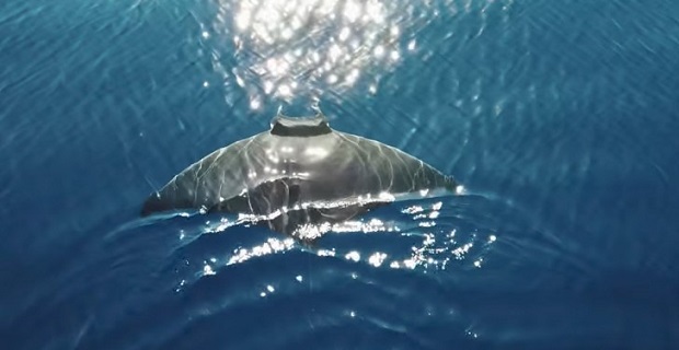 Ένα σαλάχι 2.5 μέτρων λίγο έξω από τη Μύκονο! [βίντεο]