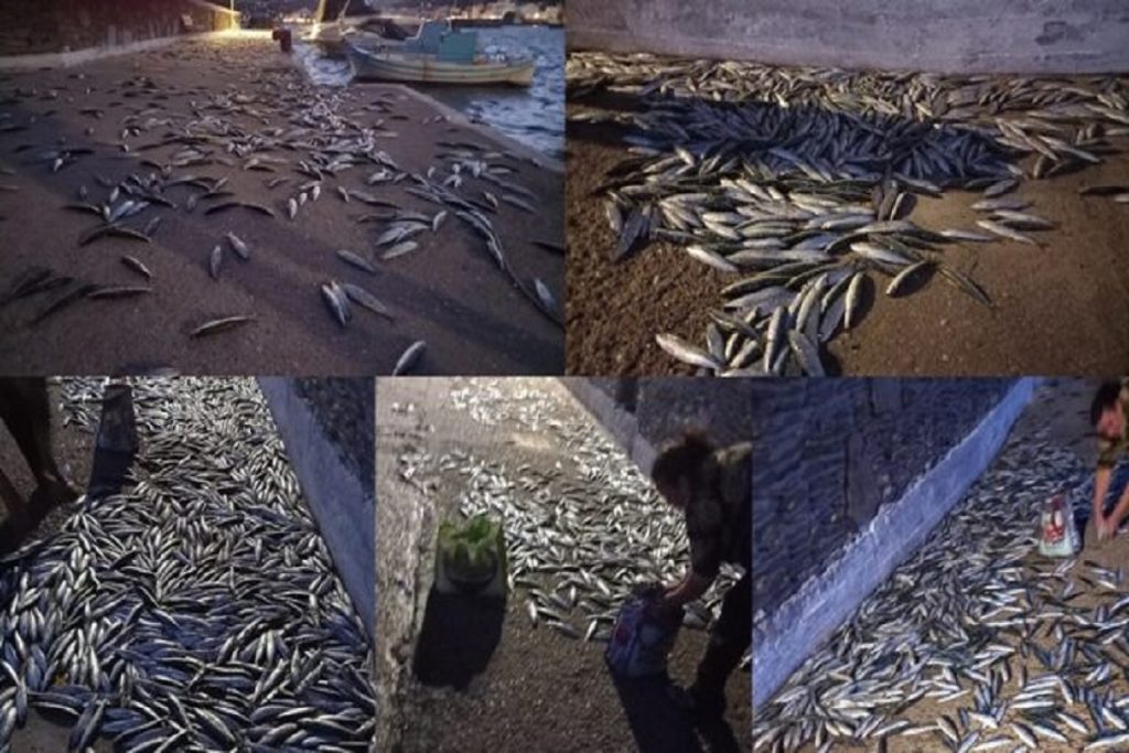 Απίστευτο θέαμα στην Άνδρο - Σαρδέλες βγήκαν στη στεριά για να γλιτώσουν...(video)
