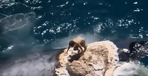 serf_epanw_se_falaina