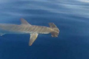 sfirokefalos_karxarias_