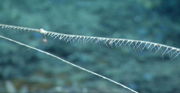 Σαρκοβόρο σφουγγάρι ανακαλύφθηκε στα βάθη των ωκεανών! [pics]