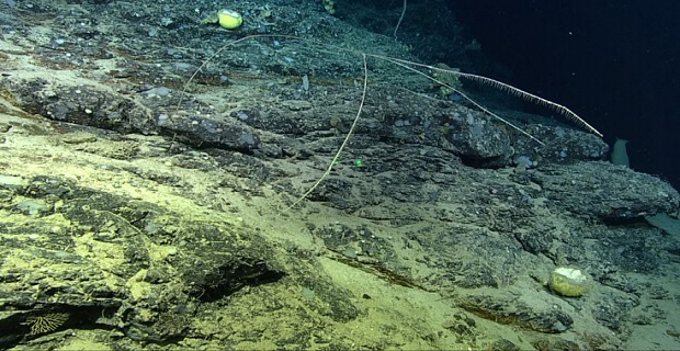 Σαρκοβόρο σφουγγάρι ανακαλύφθηκε στα βάθη των ωκεανών! [pics]