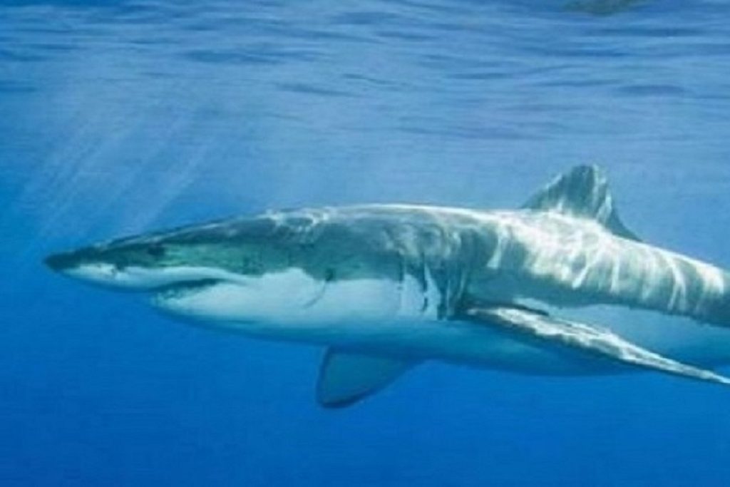 Γύθειο: Καρχαρίας 5 μέτρων κολυμπάει γύρω από βάρκα (video)
