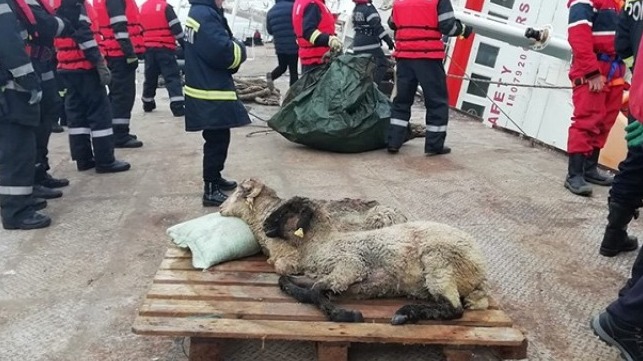 Ολοκληρώθηκε η επιχείρηση διάσωσης των προβάτων στη Ρουμανία [φωτογραφίες]