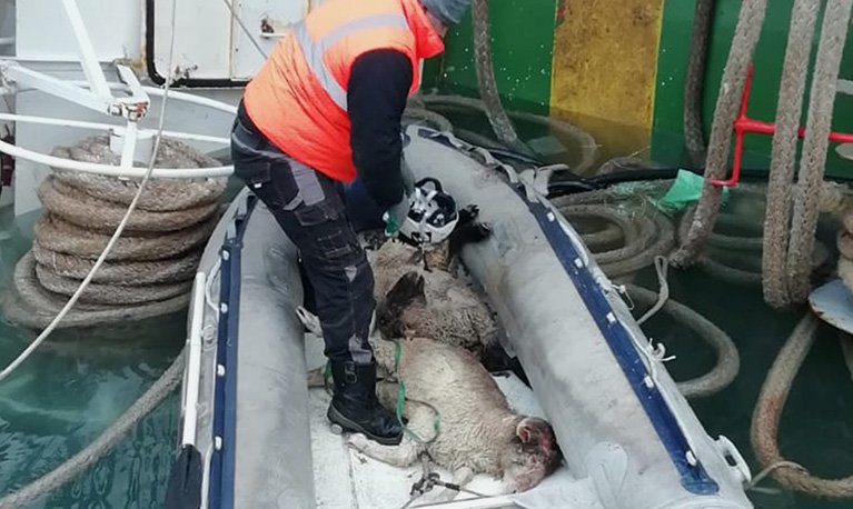 Ολοκληρώθηκε η επιχείρηση διάσωσης των προβάτων στη Ρουμανία [φωτογραφίες]