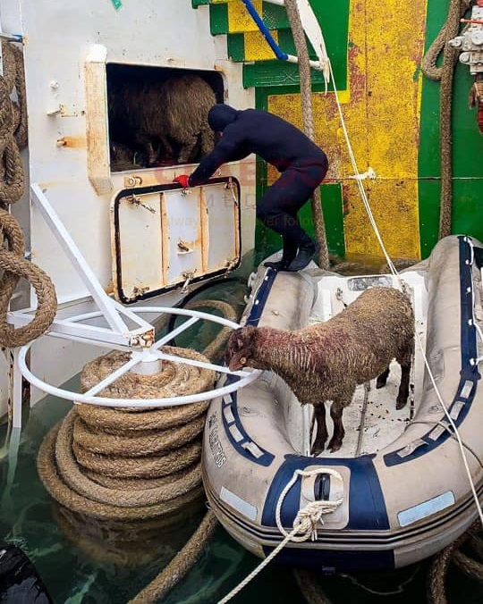 Ολοκληρώθηκε η επιχείρηση διάσωσης των προβάτων στη Ρουμανία [φωτογραφίες]