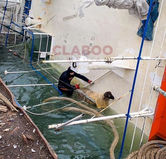 Ολοκληρώθηκε η επιχείρηση διάσωσης των προβάτων στη Ρουμανία [φωτογραφίες]