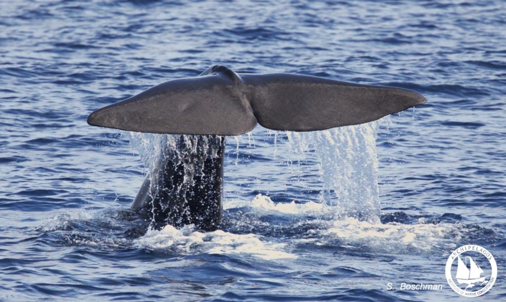 Φυσητήρας (sperm whale), το μεγαλύτερο οδοντοκήτος στον κόσμο, στο χειμωνιάτικο βόρειο Αιγαίο!
