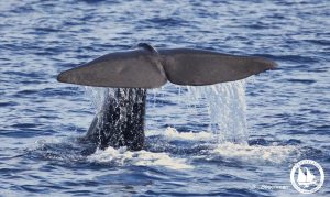 sperm_whale_