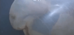 terastio-musthrio-plasma-ston-wkeano