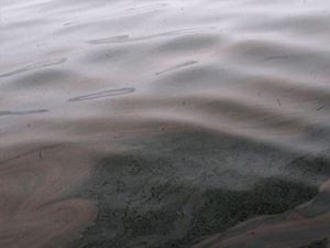 thalassia-2Brupansh-2Bsto-2Bvolo