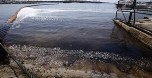 thalassia_rupansi_-3