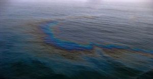 thalassia_rupansi_-4