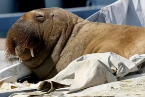 thalassios-ippos-exo