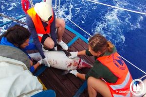 thanatomeno_delfini_