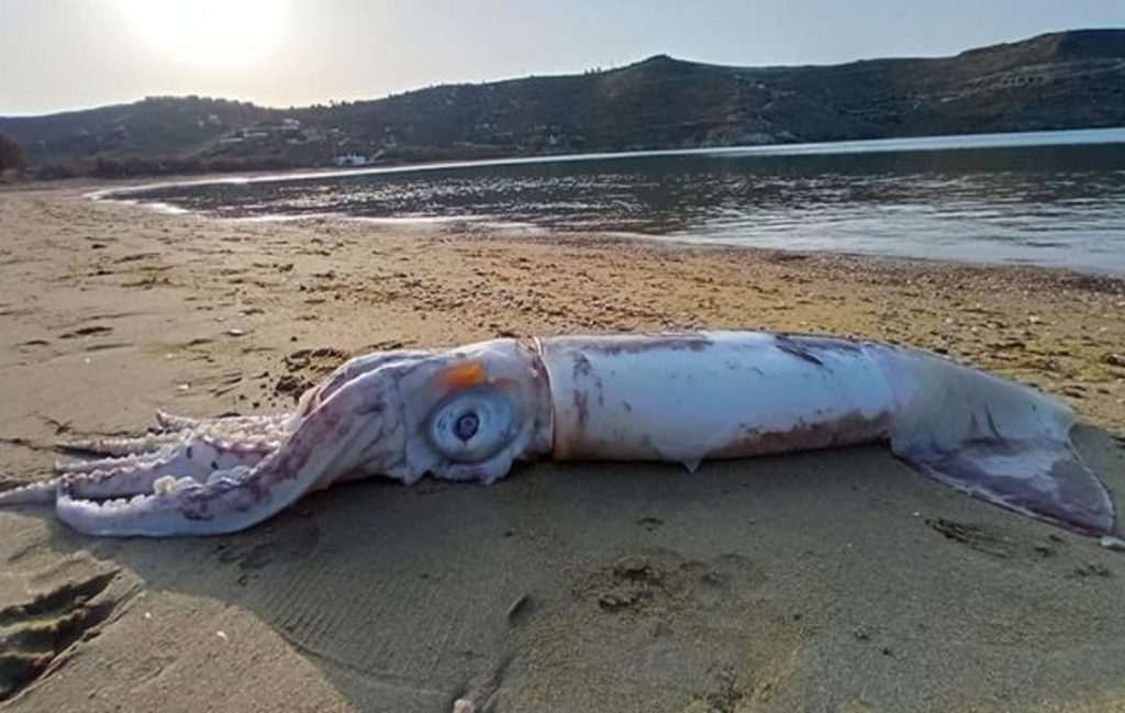 Θράψαλο «γίγας» ξέβρασε η θάλασσα στην παραλία Οτζιάς της Κέας