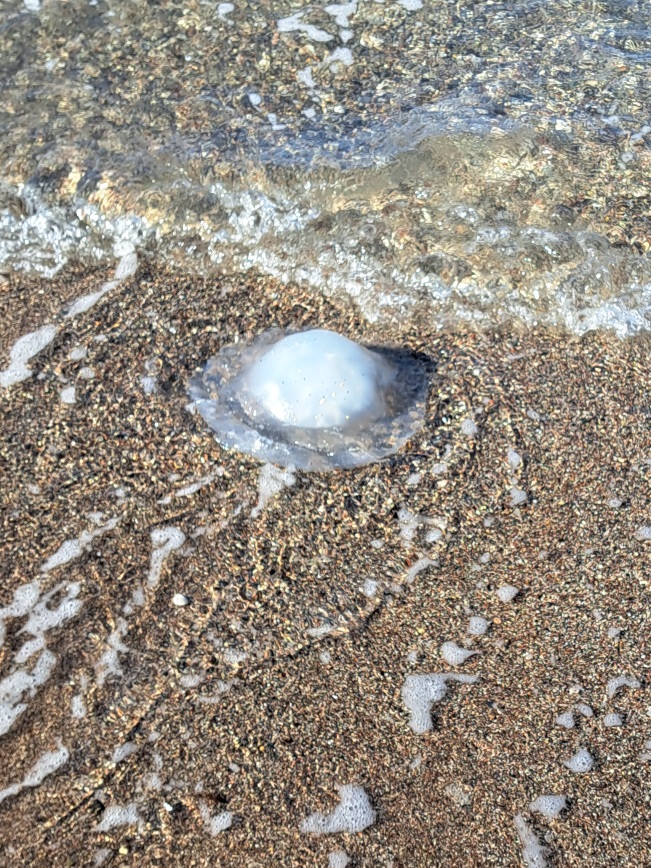 Συναγερμός στη Ρόδο με τροπικές μέδουσες που φτάνουν το 1 μέτρο διάμετρο