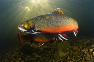 Brook Trout