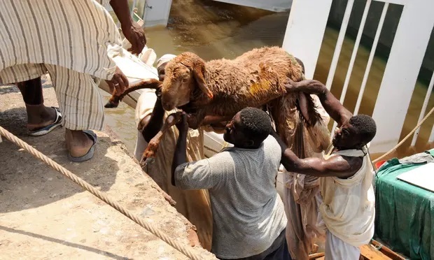 Τραγικό συμβάν: Χιλιάδες πρόβατα πνίγηκαν στην Ερυθρά Θάλασσα μετά την βύθιση πλοίου