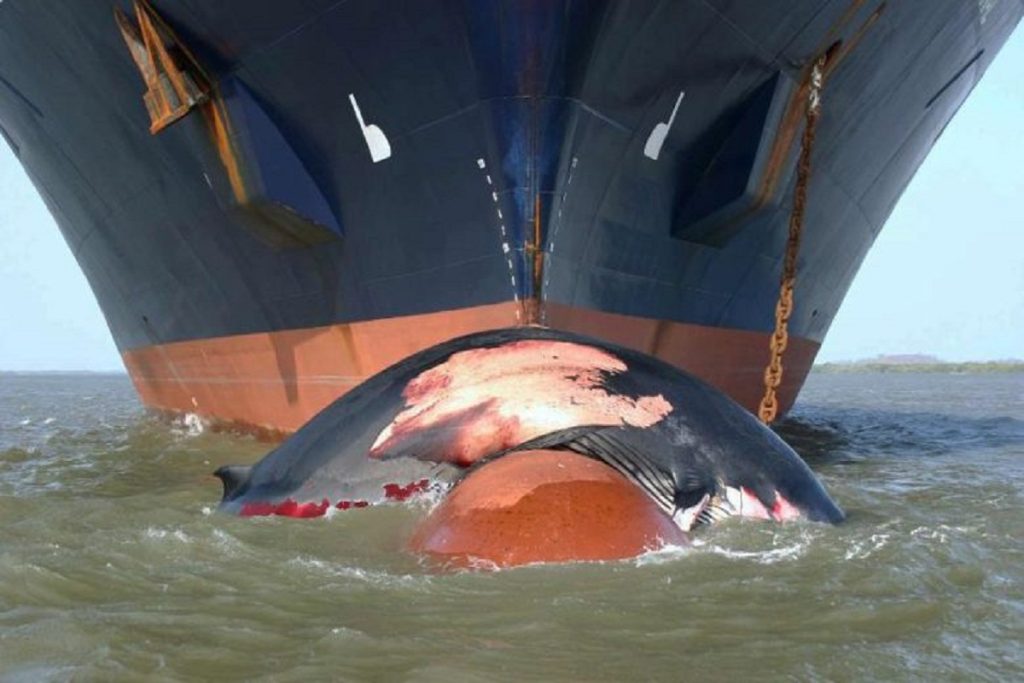 SAvE Whales: Επιστήμονες, η Κοινωνία των Πολιτών και η ελληνική κυβέρνηση θα αξιοποιήσουν την έξυπνη τεχνολογία που αποτρέπει τη σύγκρουση των φυσητήρων με διερχόμενα πλοία