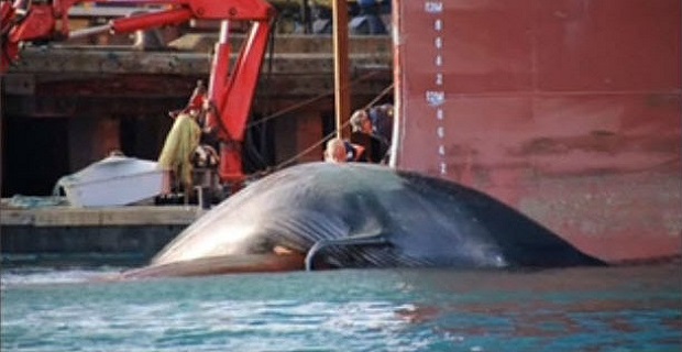 Νεκρή φάλαινα βρέθηκε προσκολλημένη σε πλοίο της Maersk Νεκρή φάλαινα βρέθηκε προσκολλημένη σε πλοίο της Maersk