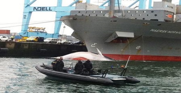 Νεκρή φάλαινα βρέθηκε προσκολλημένη σε πλοίο της Maersk Νεκρή φάλαινα βρέθηκε προσκολλημένη σε πλοίο της Maersk