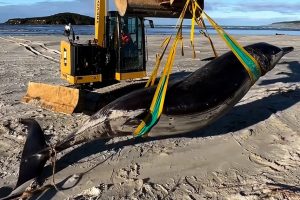 worlds_rarest_whale_