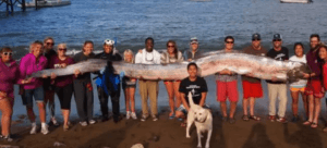 xeli_teras_xebrasthke-stin-kalifornia