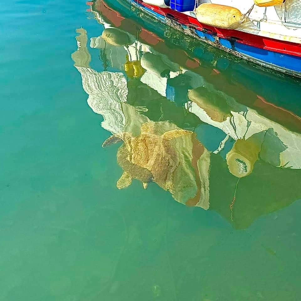 Νέος «επισκέπτης» στο Πασαλιμάνι, έγινε φίλος των ψαράδων!