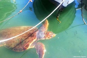 xelona_limani_xanion_