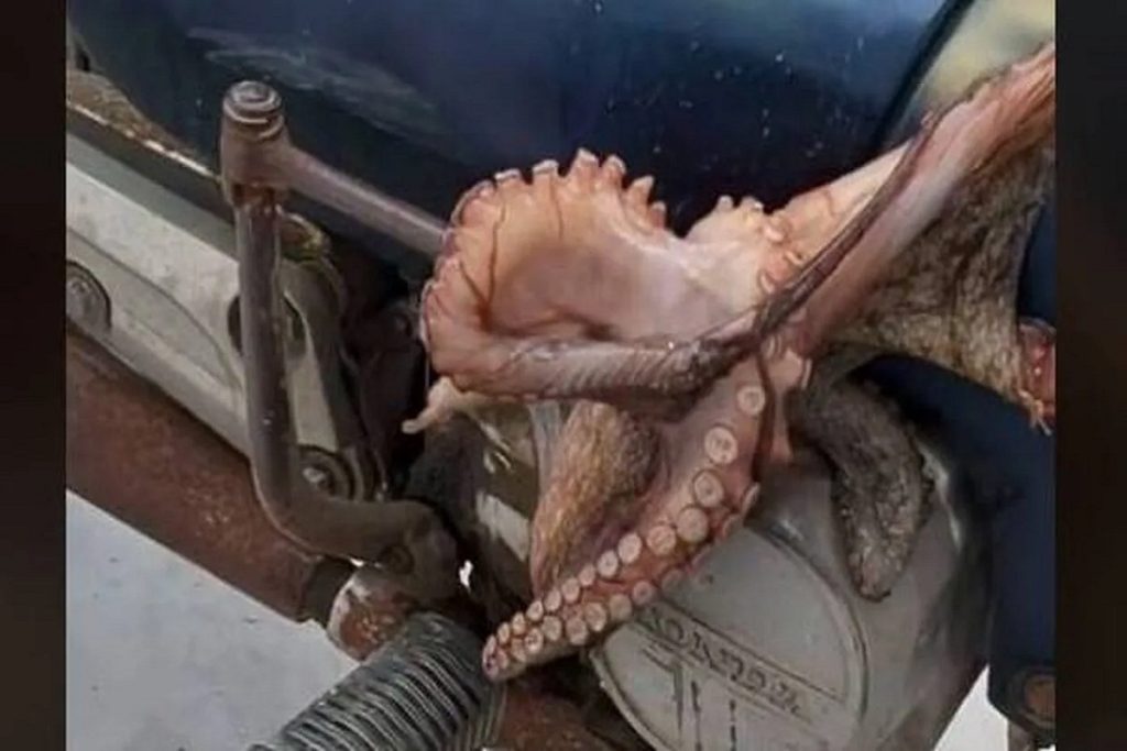 Κουφονήσια: Χταπόδια βγήκαν στη στεριά (video)