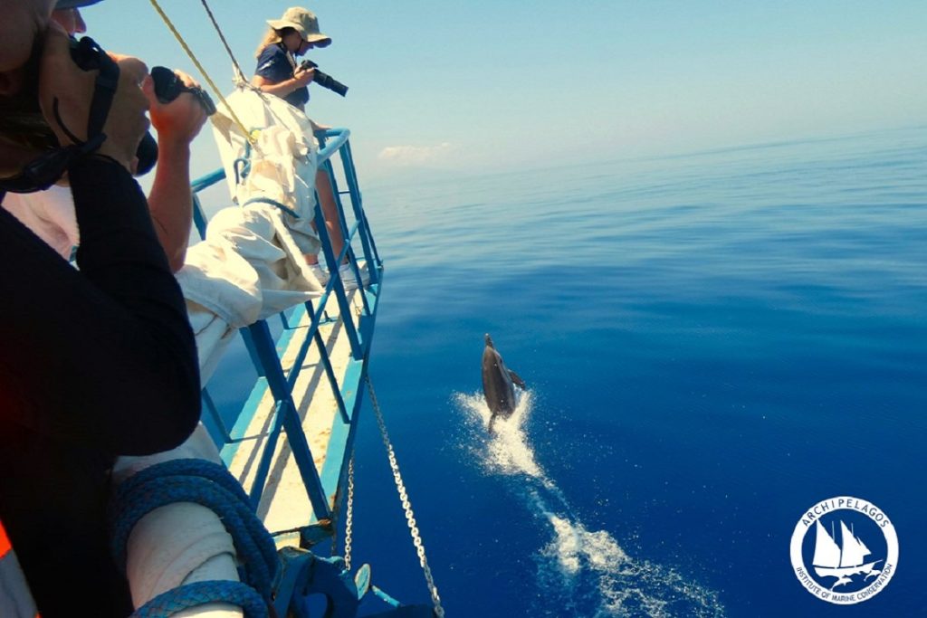 Ζωνοδέλφινο στο βόρειο Αιγαίο