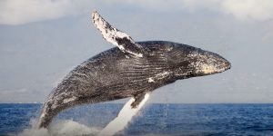 falaina_katapinei_antrwpo