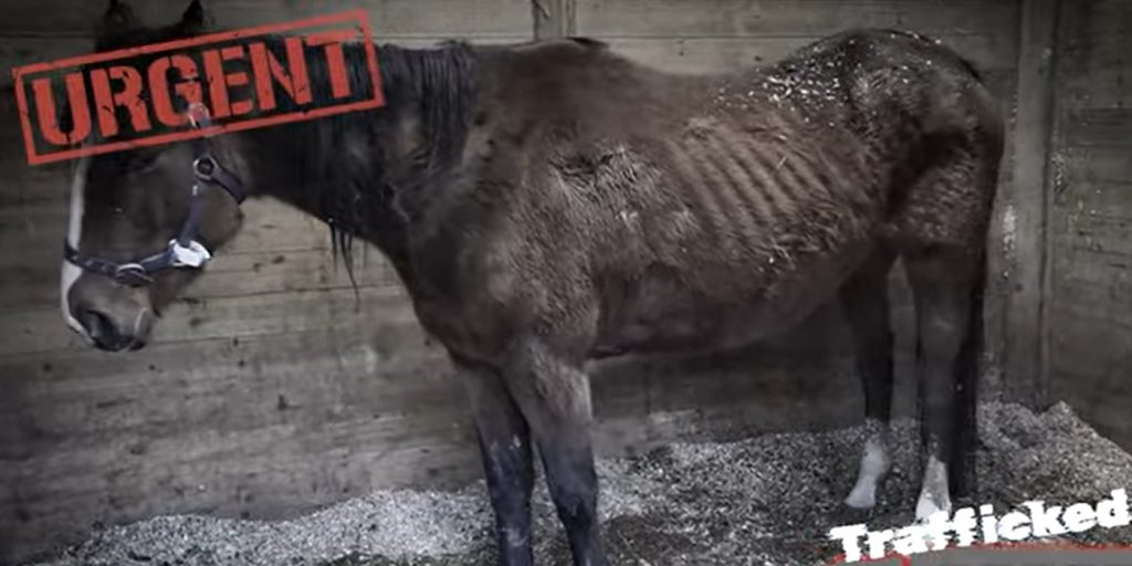 Τελευταία στιγμή αποτράπηκε η παράνομη μεταφορά αλόγων - Σε άθλια κατάσταση τα ζώα (ΒΙΝΤΕΟ)