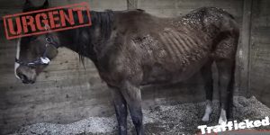 paranomh_metafora_alogwn